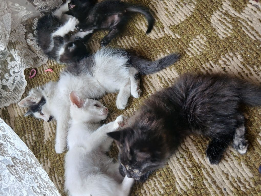 Отдам замечательных,игривых котят в добрые руки