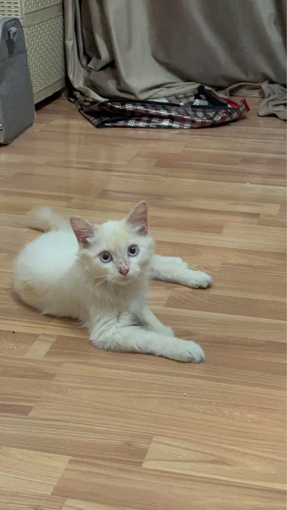 Котенок 4 месяца бесплатно
