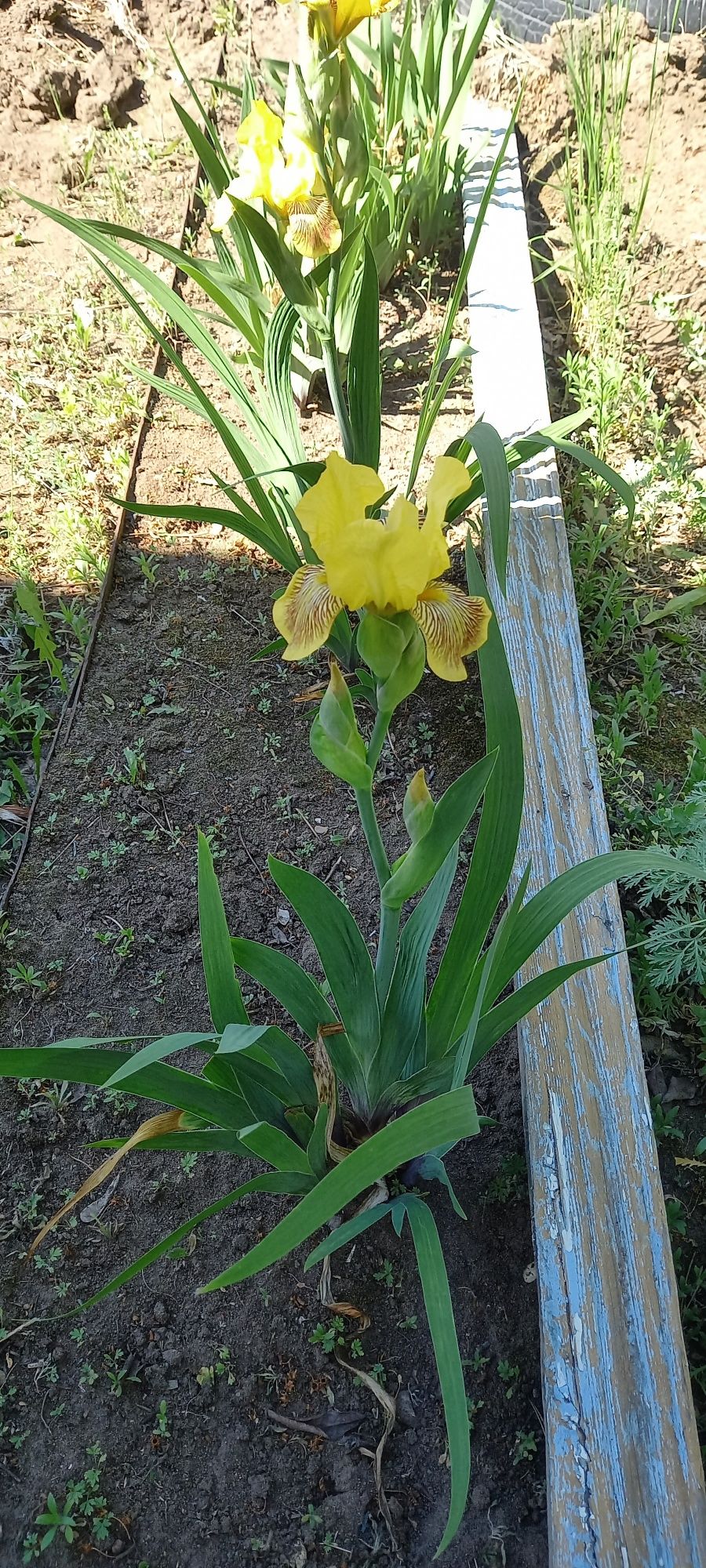 Ародам дачу сад Здоровье 3