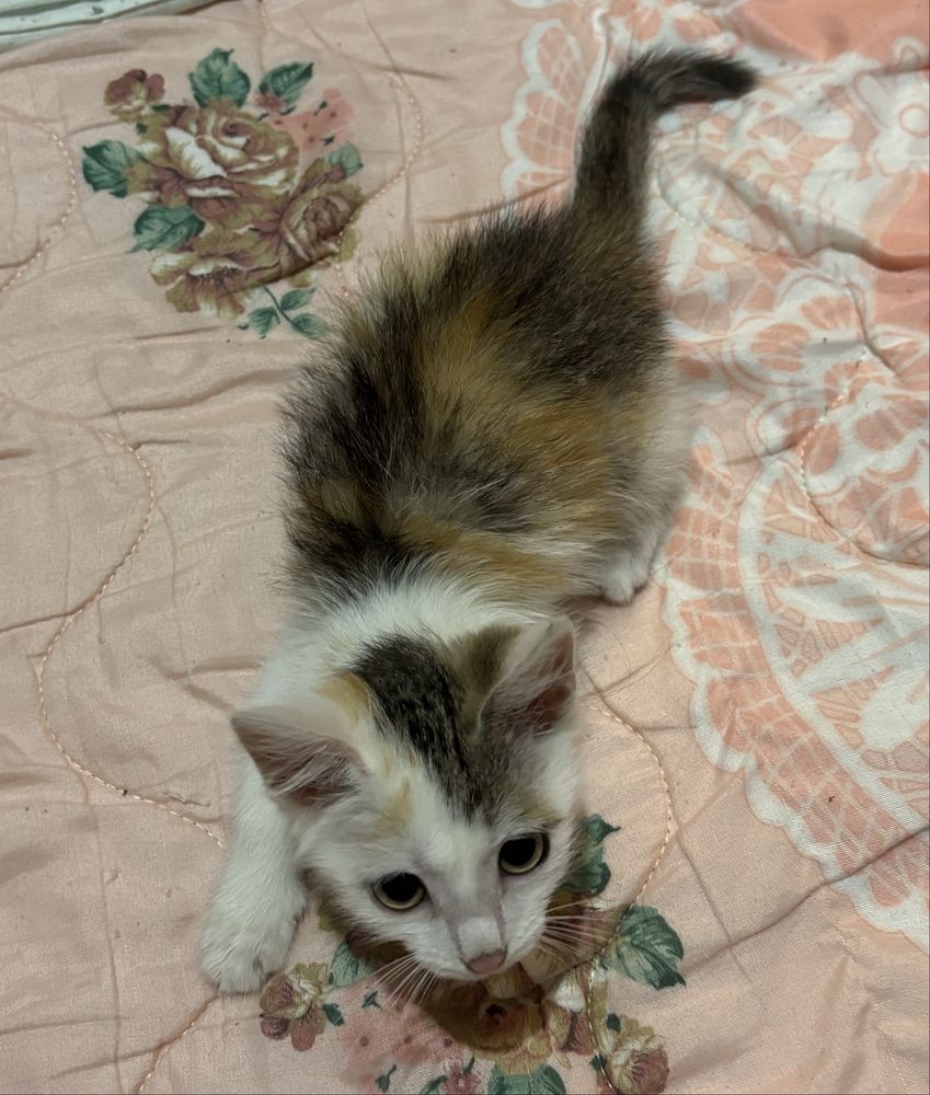 Котенок 2 месяца