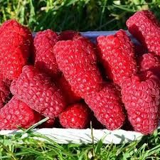 Продаются саженцы малины разных сортов