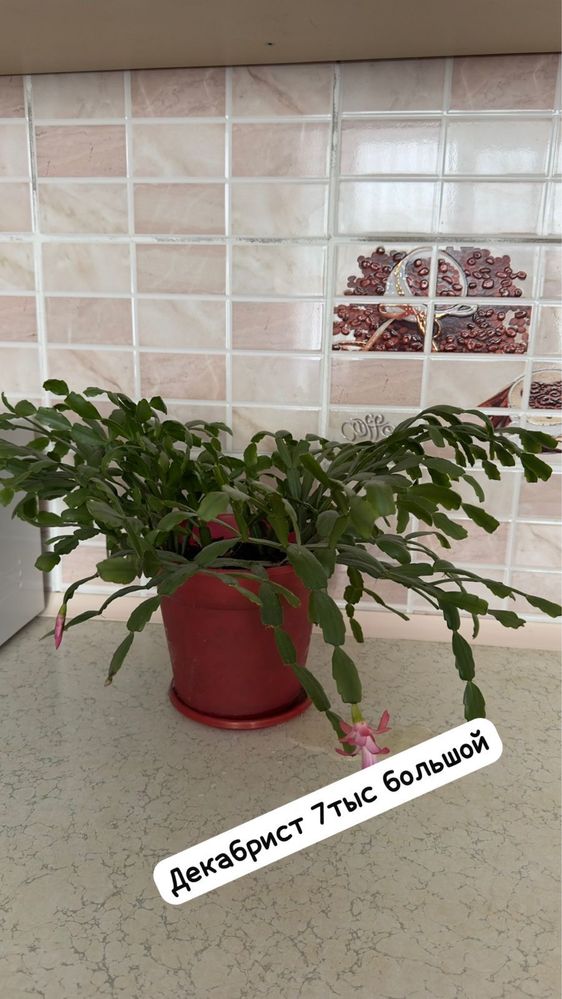 гибискус, молочай, драцена,декабрист,диффенбахия