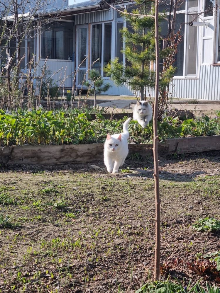 подарю белого кота