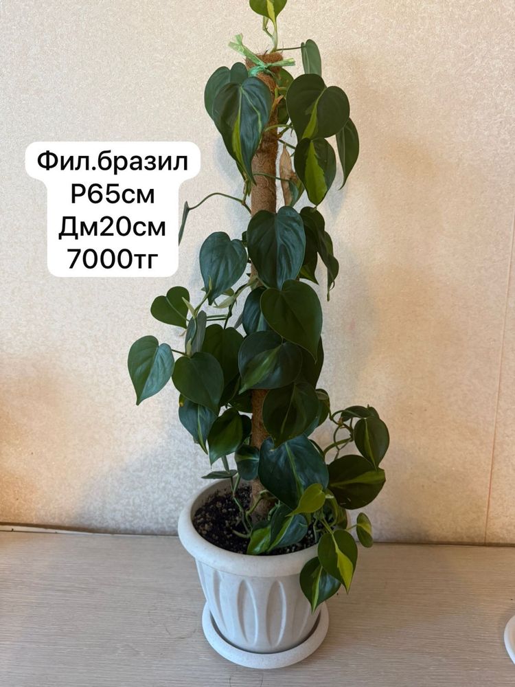 Комнатные растение