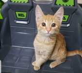 Кошки  и котята в добрые руки
