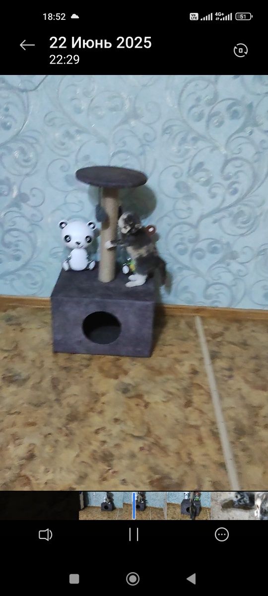 Продам котенка девочку Шотландка вислоухая