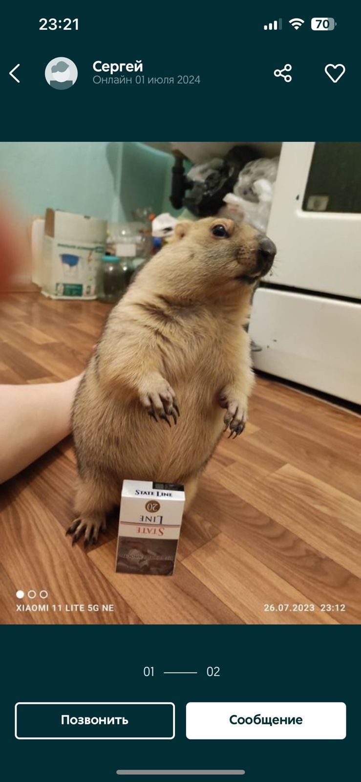 Продам сурка байбака