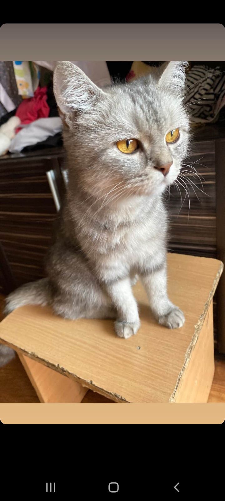 Отдам породистую кошку