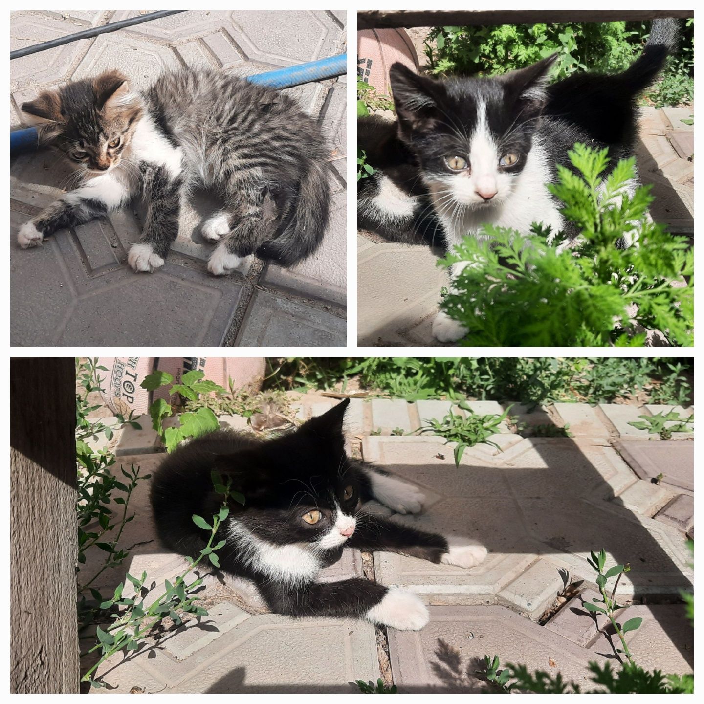 Котята в добрые руки, бесплатно