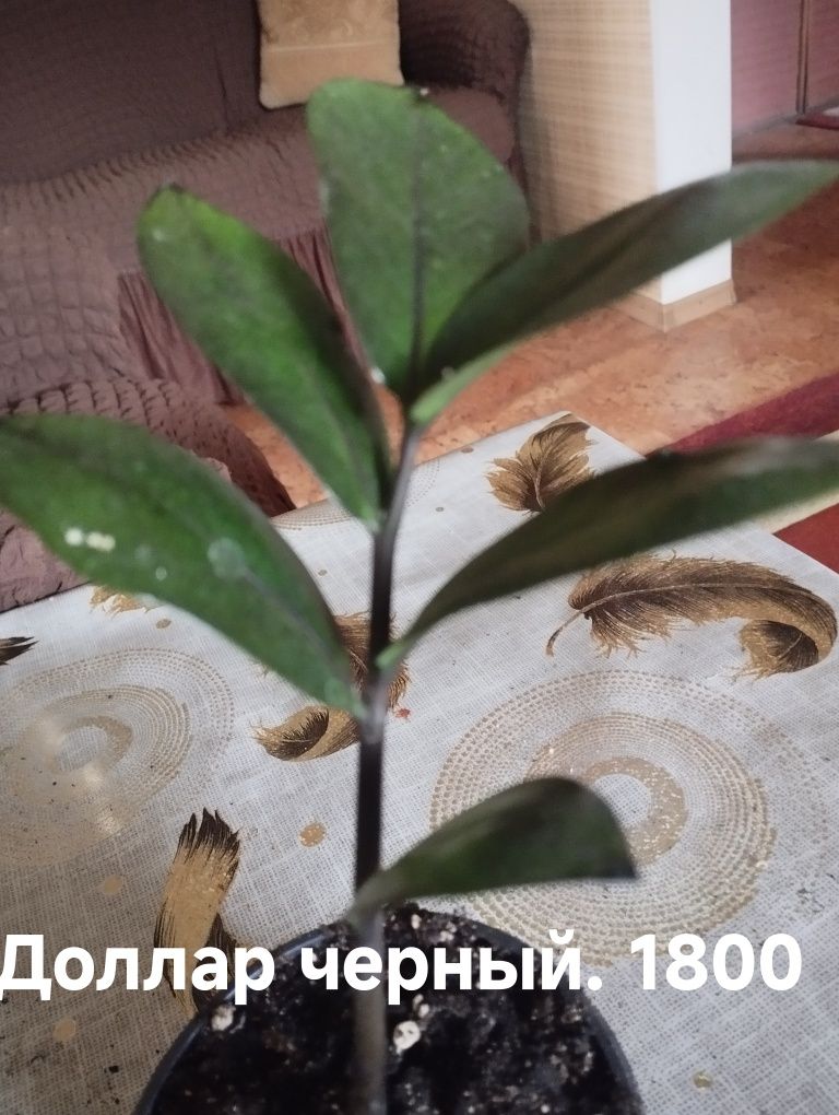 Продам комнатные растения