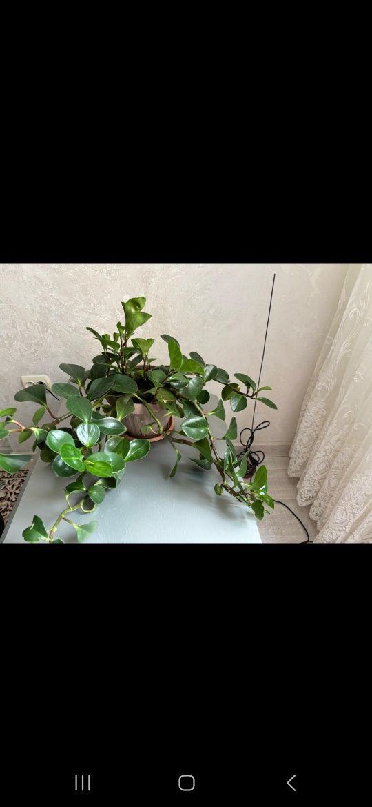 Комнатные растения