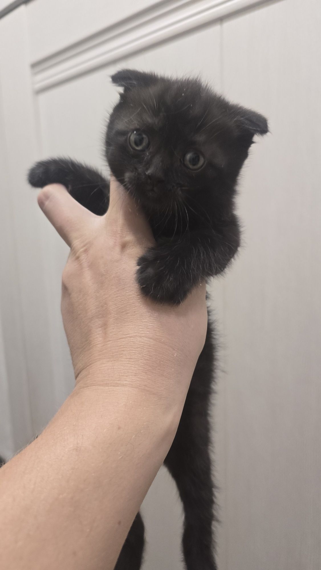 Продаю котят скотиф фолд