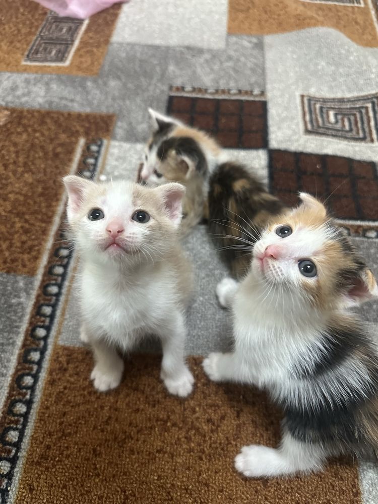 Котята вислоухие