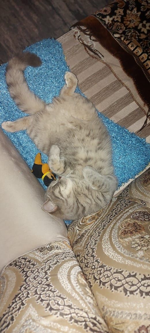 Кот отдаём бесплатно