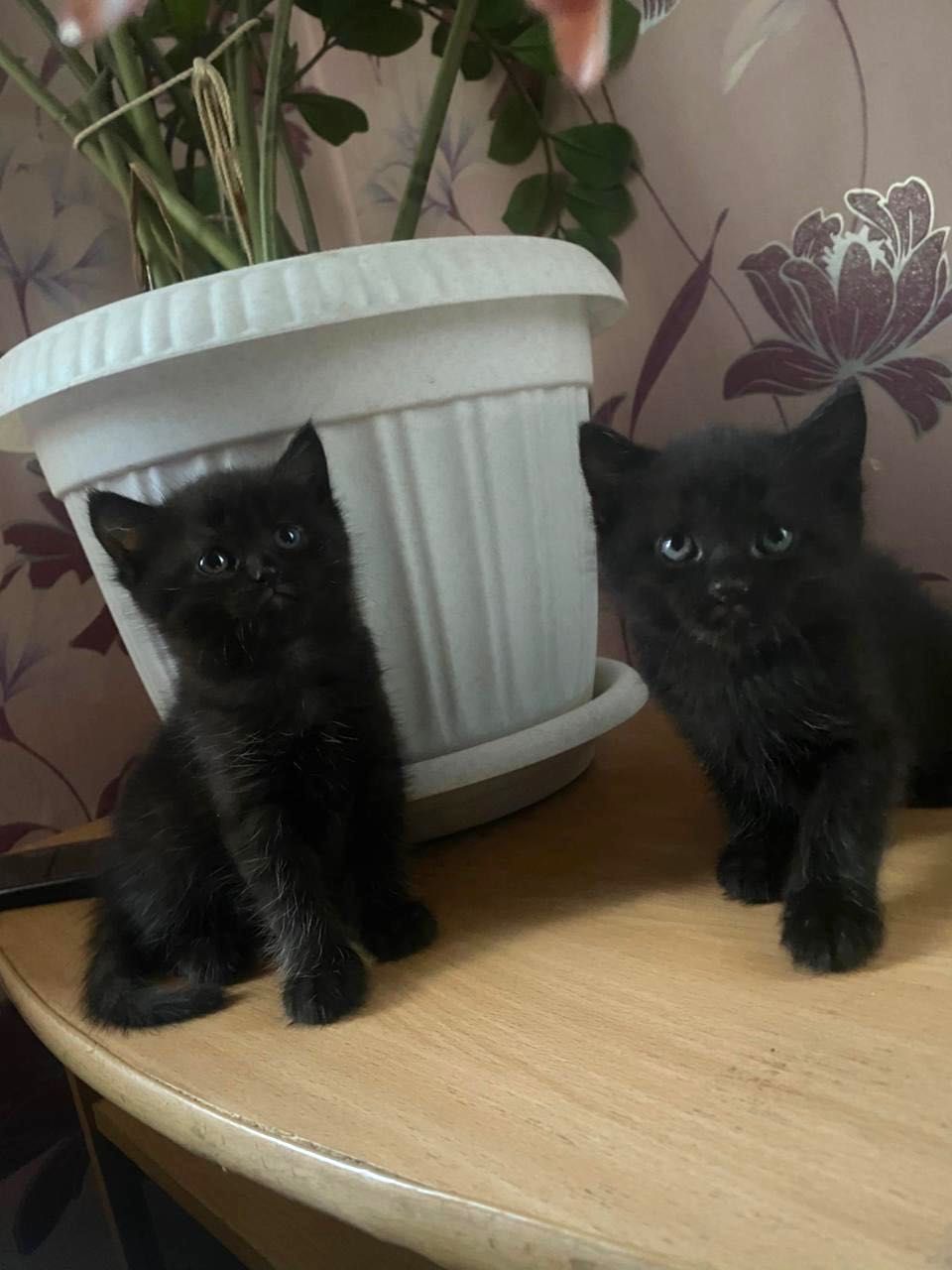 Котята помесь с чистокровной шотландской