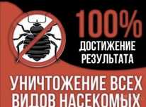 Дезинфекция клопы тараканы кандала таракан