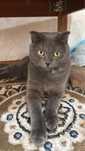 Отдам кота кострированный