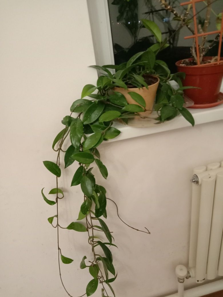 Цветы комнатные ухоженные