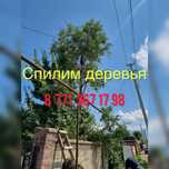 Спил деревьев алматы обрезка деревьев спил деревьев в алматы