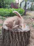 Отдам котят 5 штук