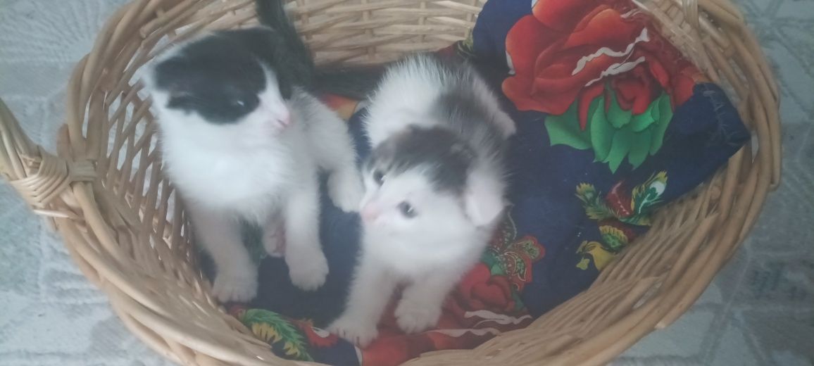 Отдам кошку и котенка бесплатно