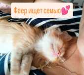 Котенок (мальчик)  ищет семью