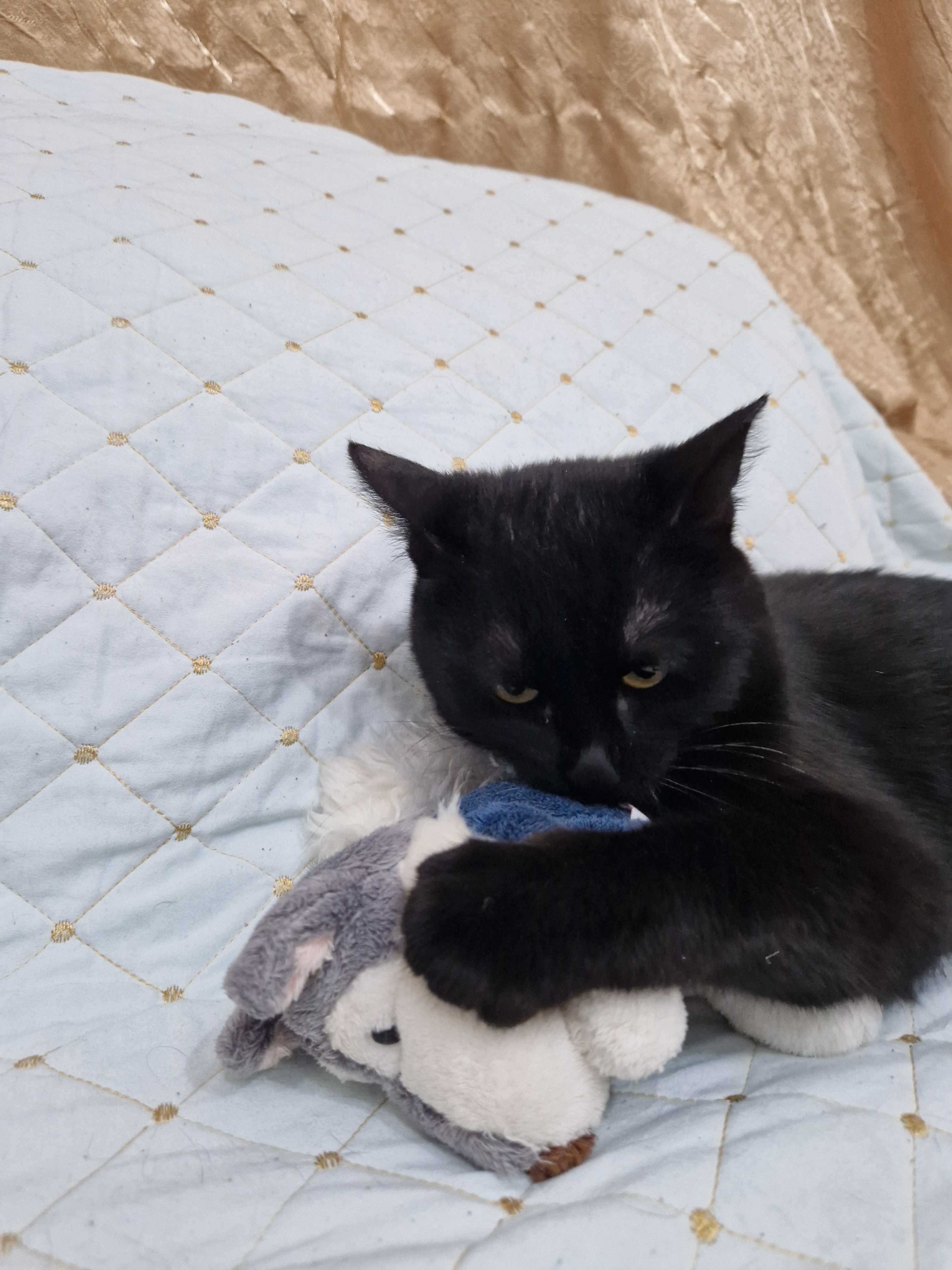 Котёнок-мальчик Барсик ищет дом и надёжных хозяев