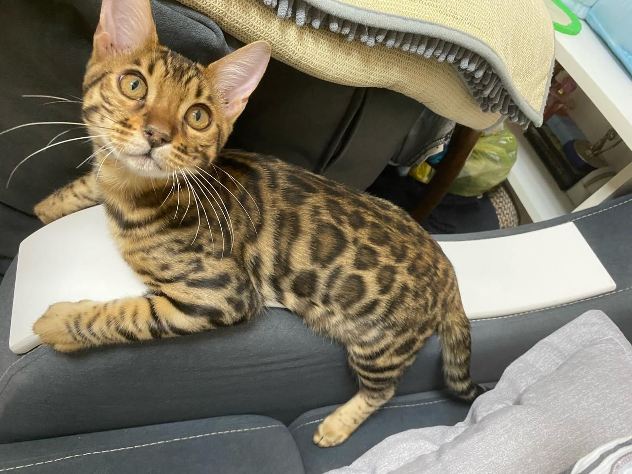 Кот Бенгал мальчик