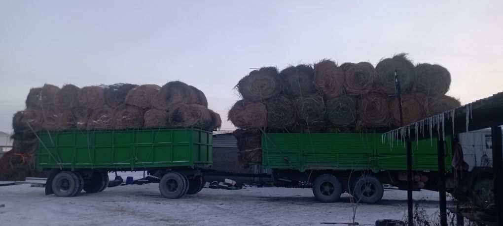 Таза жонышка 2  кос