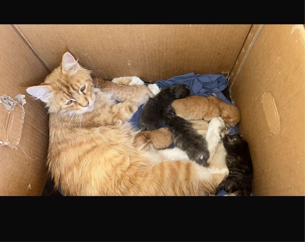 Продаются котята от мамы Мейн кун
