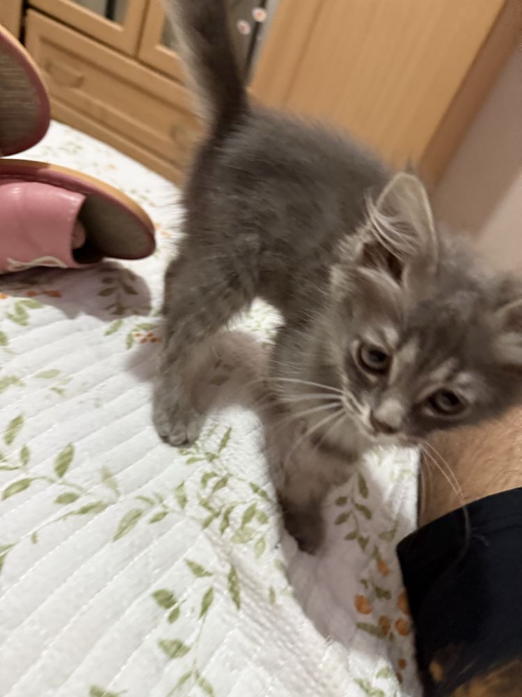Котенок ищет дом, в хорошие руки