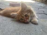Отдам котенка с мамой