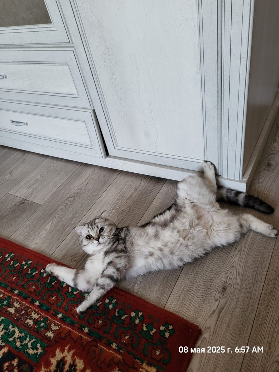 Породистый вислоухий шотландец