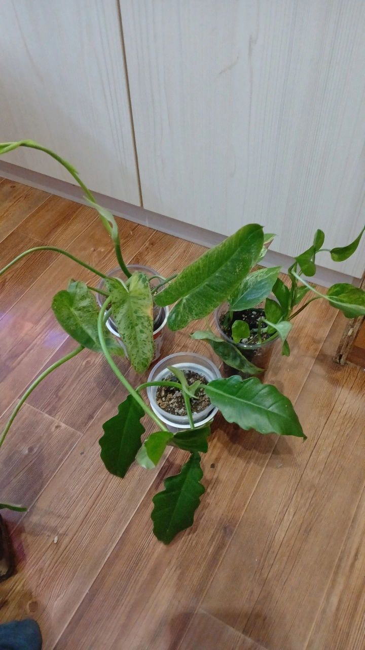 Комнатные растения