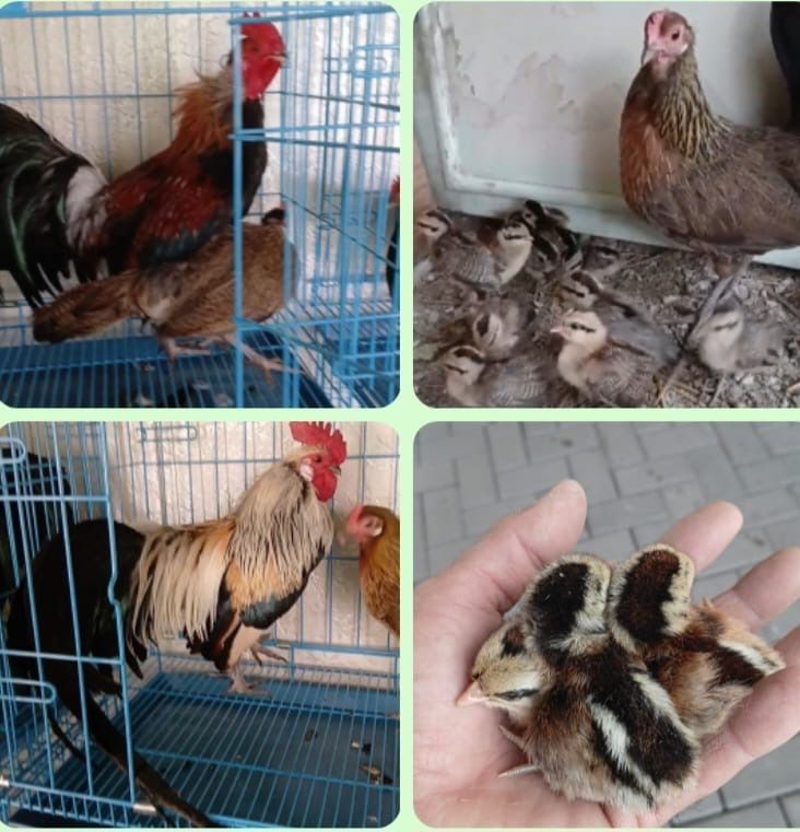 Продам семья карликовых фениксоф 2 курицы и петух