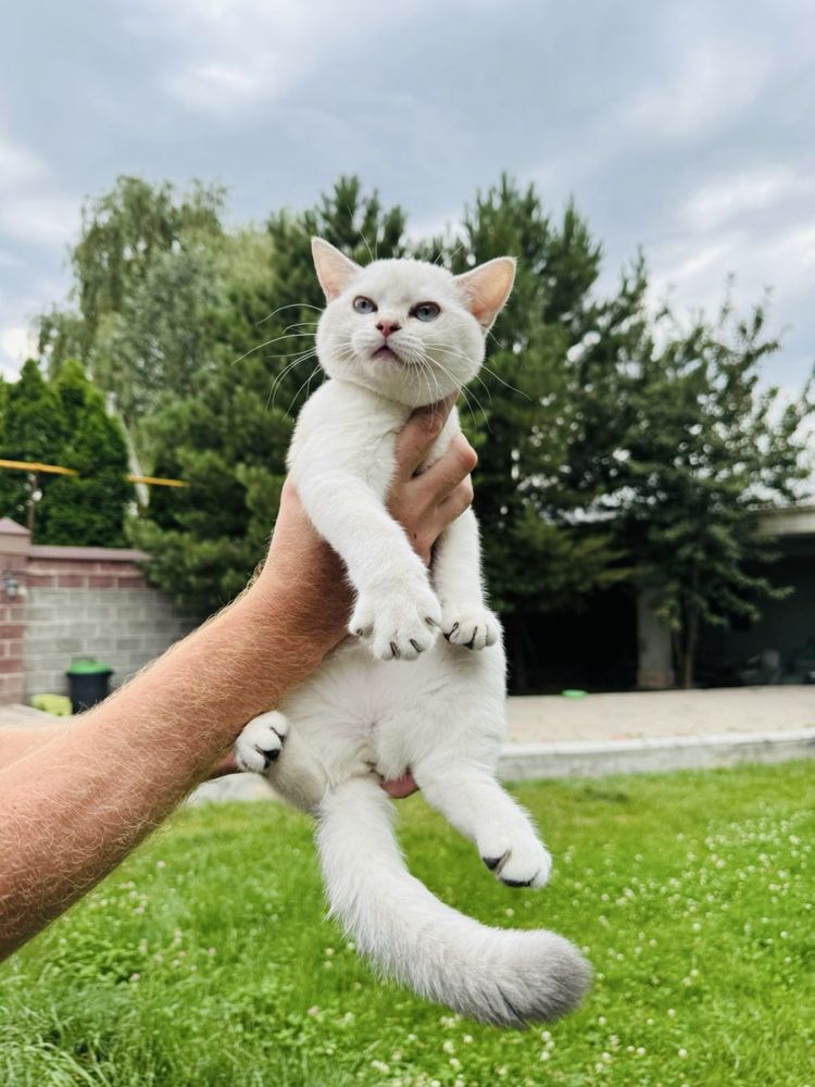 Британские котята серебристого окраса