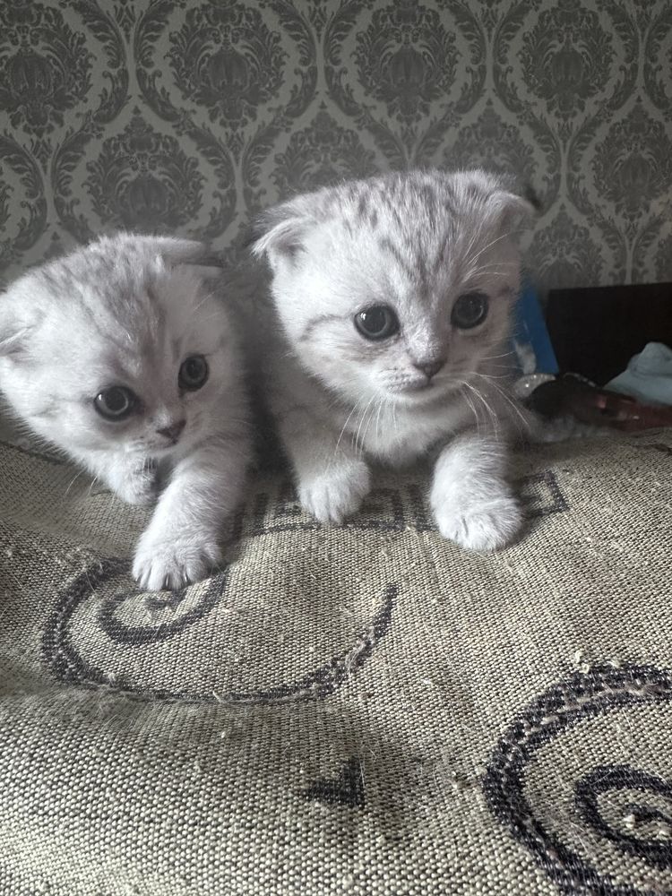 Продам Вислухих британцев короткошорстнных