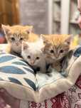 Котята 1,5 месяца