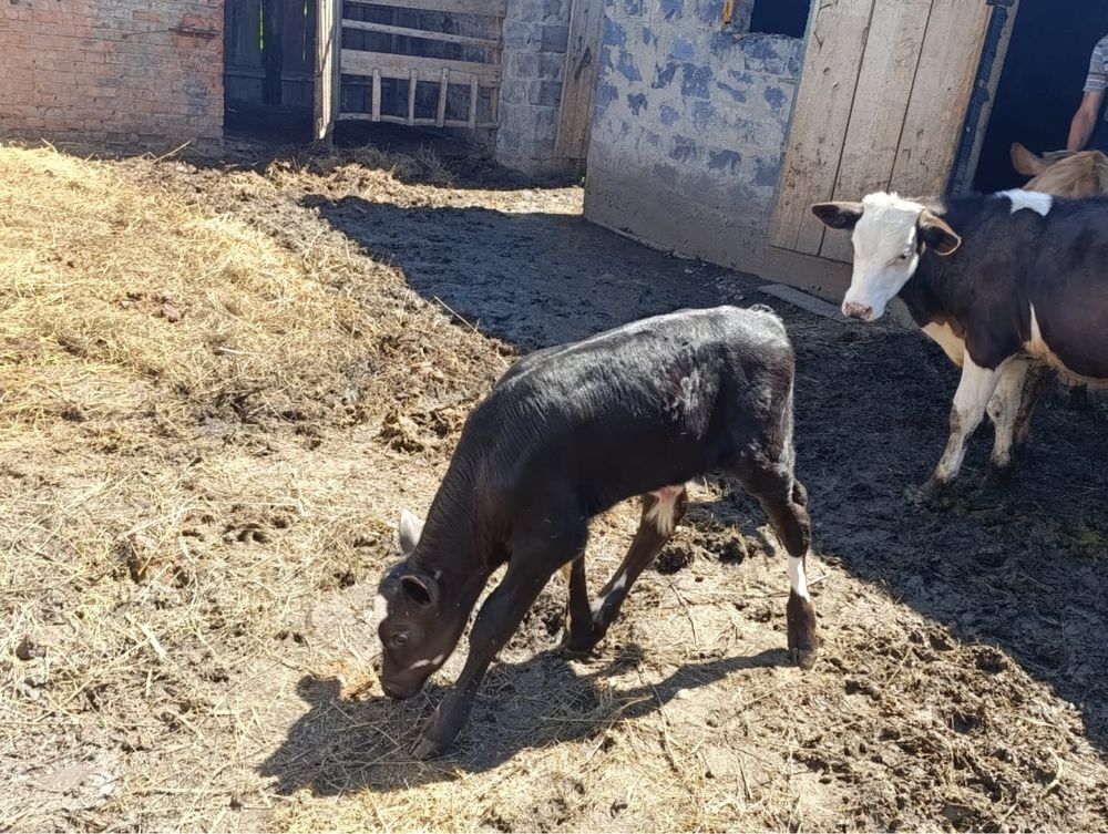 Продам телят. Телочка и бычки
