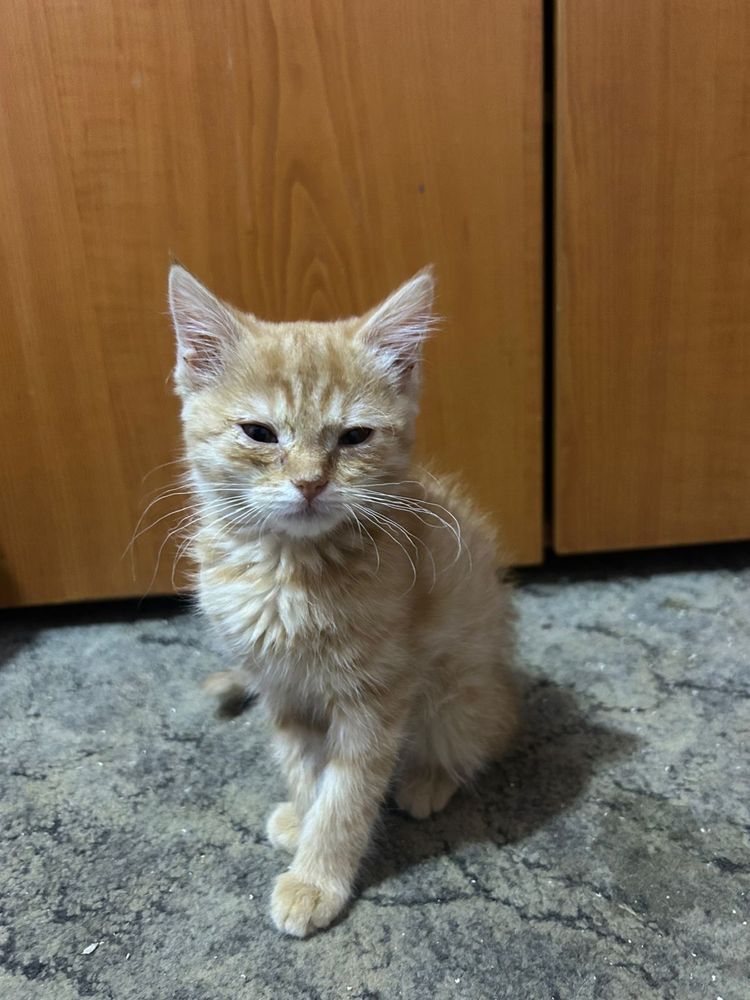 Отдадим котят в любящий дом