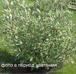 Кустарник Дерен Пестролистный