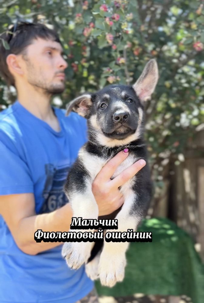 Щенки ВЕО с документами скк из питомника