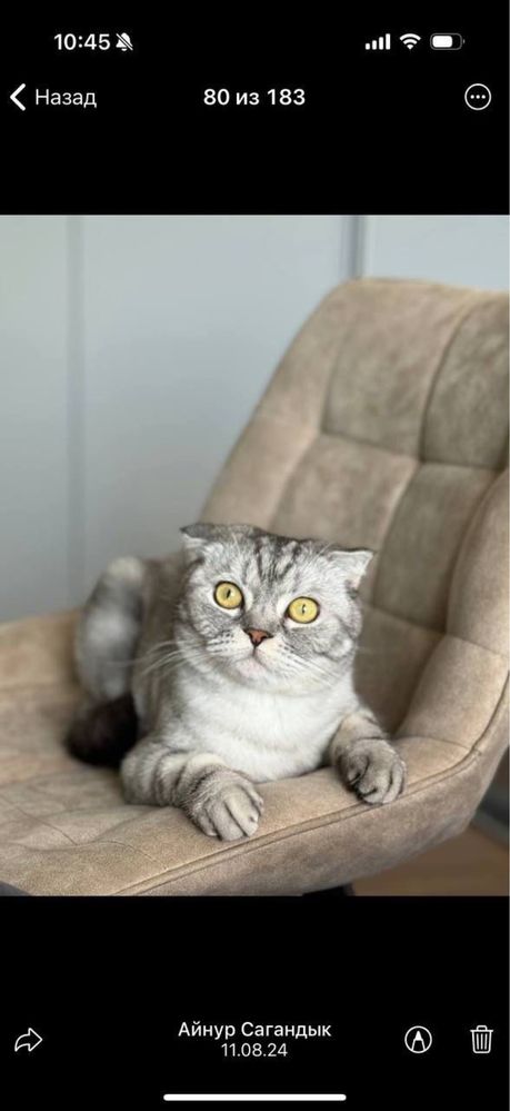Отдам в добрые руки кота породы Скоттиш фолд
