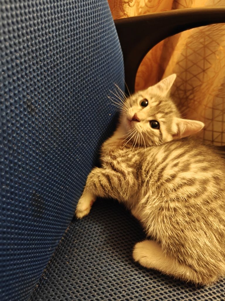 Котята бесплатно