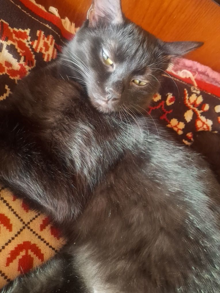 Кошечка, 9мес.,озорная красавица, мышеловка