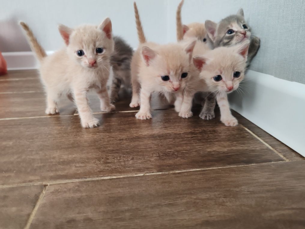 Котята в добрые руки