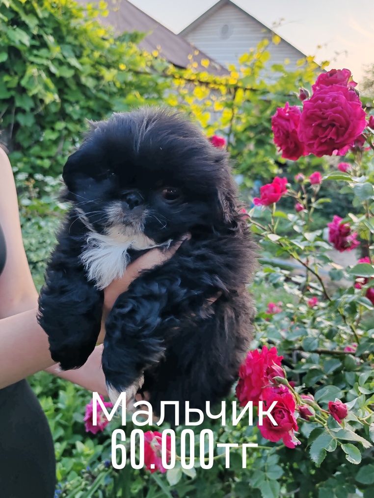 Щенки Пекинеса 2 месяца