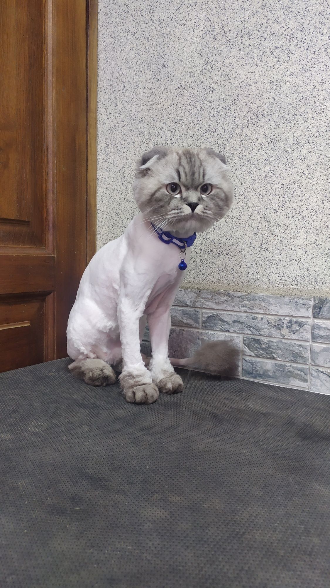 Стрижка собак и кошек.