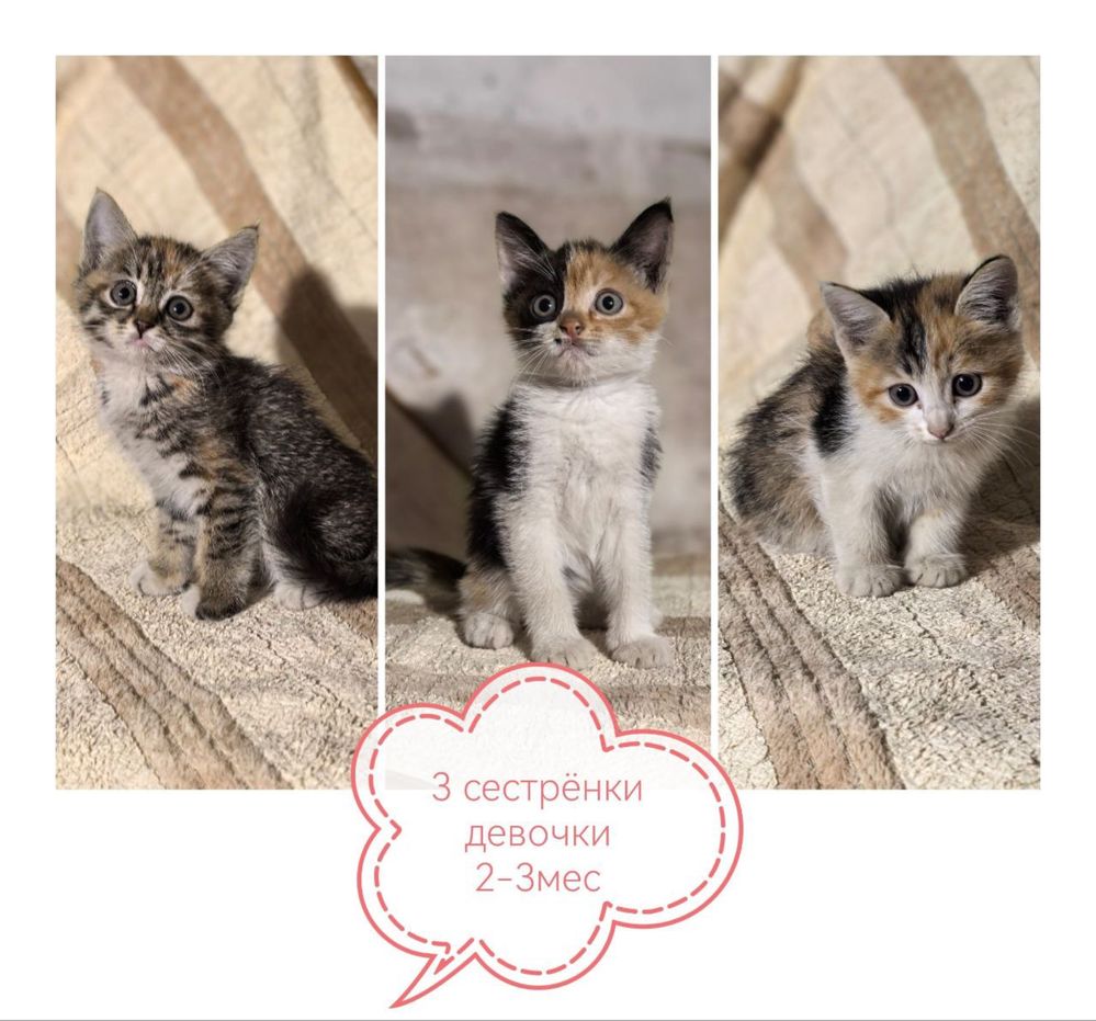 Котята в самые добрые руки