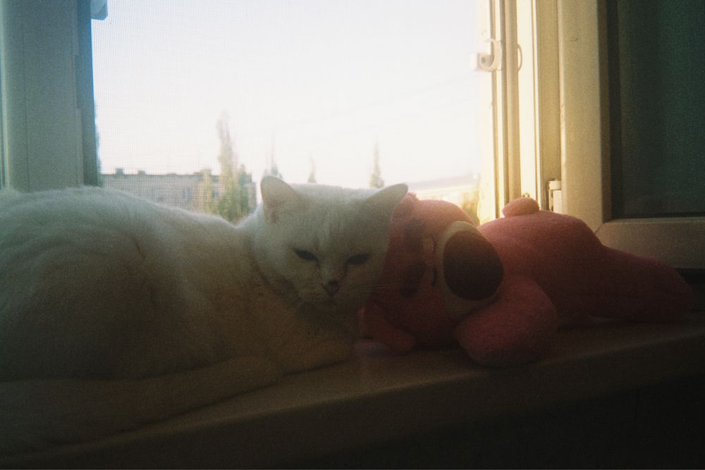отдам кошку бесплатно
